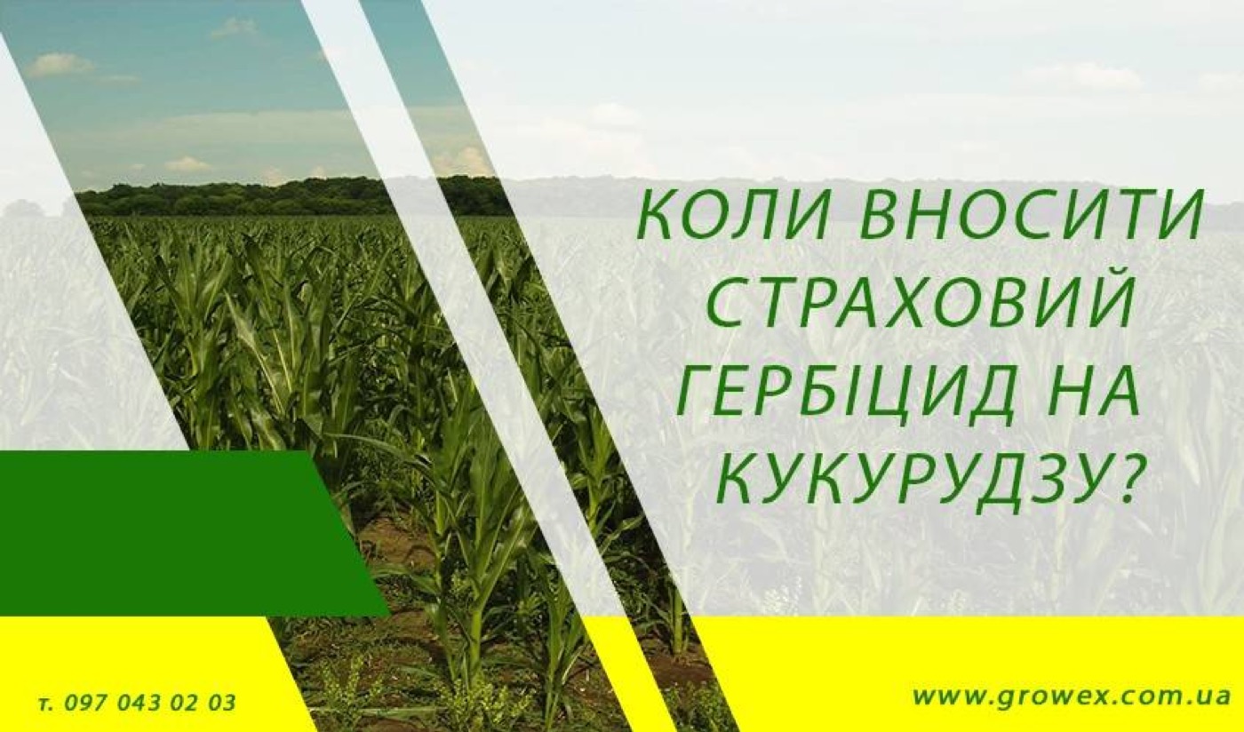 Коли вносити страховий гербіцид на кукурудзу?
