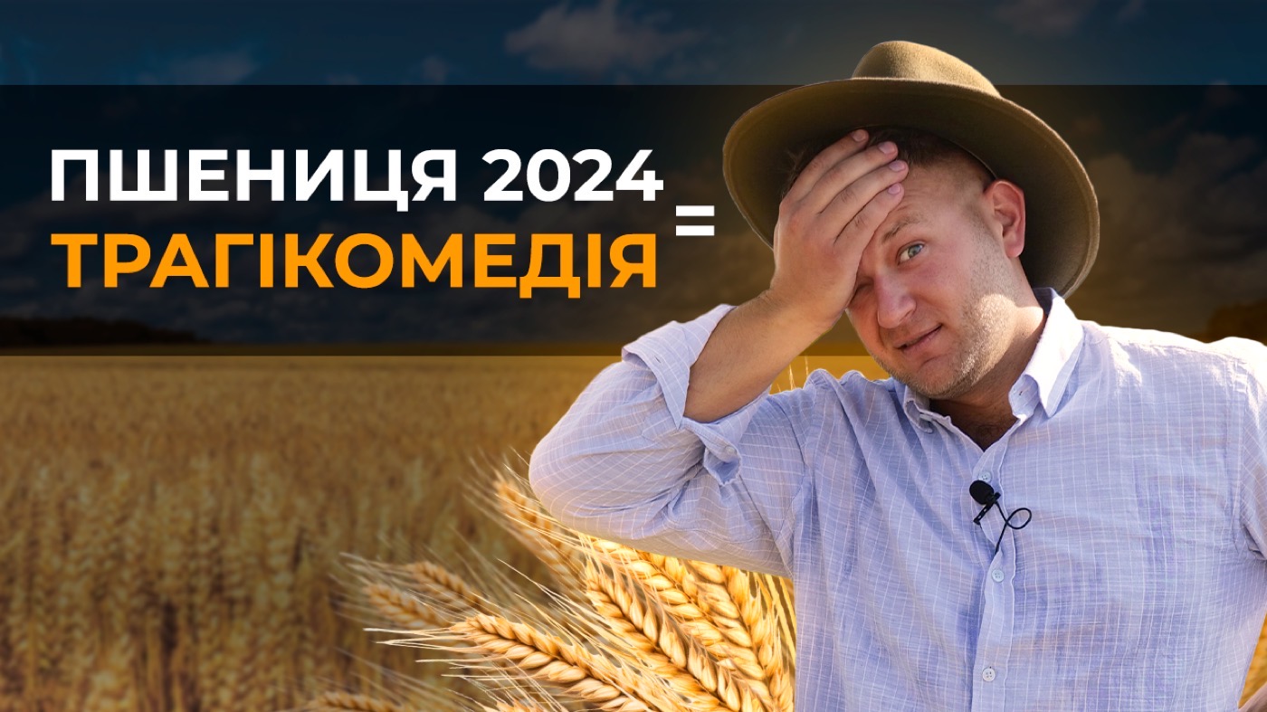 ПОПЕРЕДНИКИ ПШЕНИЦІ 2024. ВІД ГІРШИХ ДО КРАЩИХ