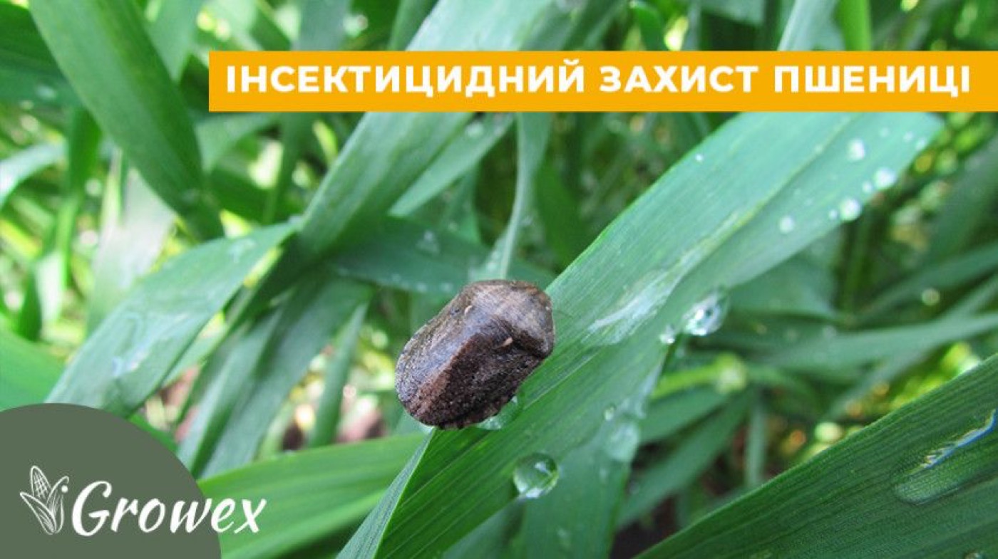 Інсектицидний захист пшениці