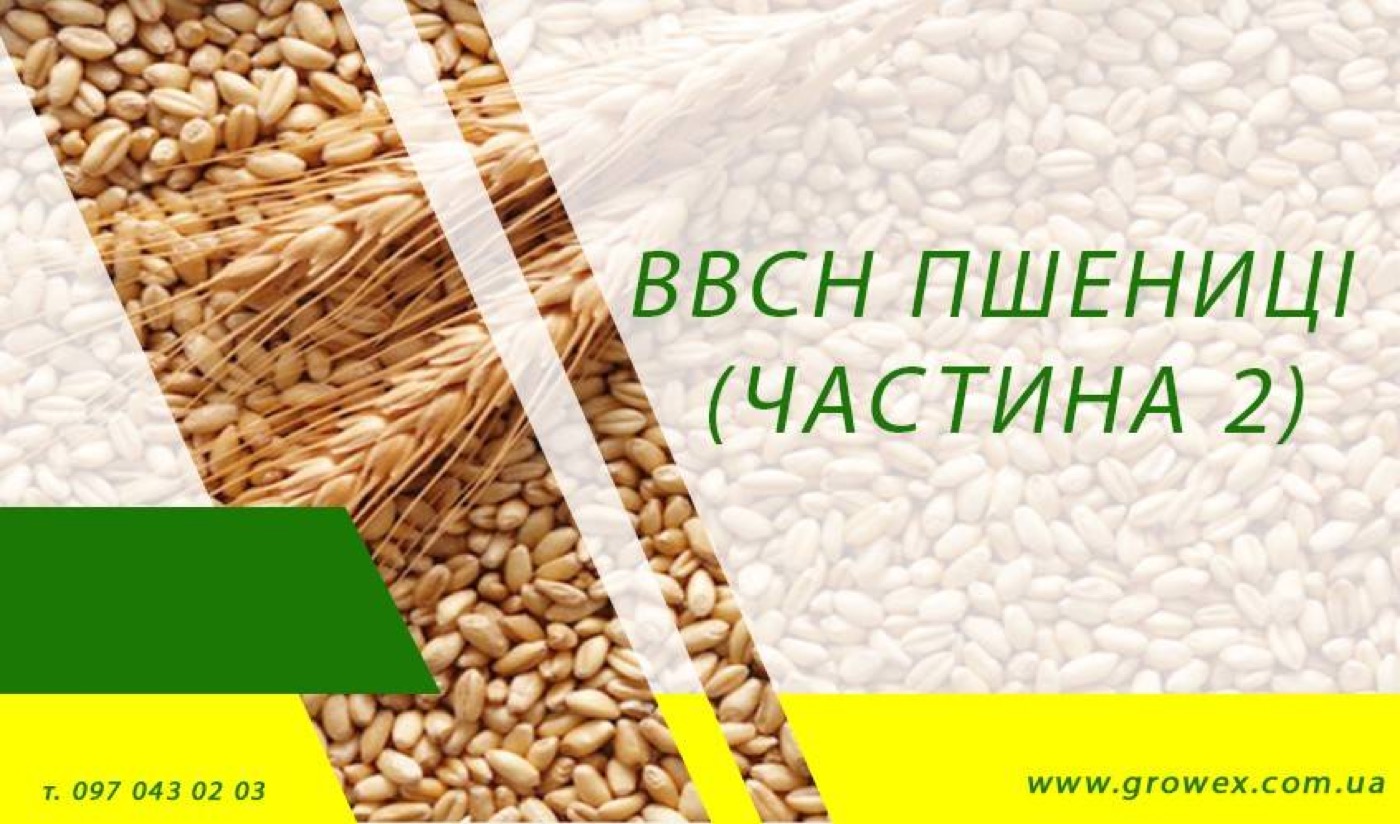 BBCH пшениці (Частина 2)