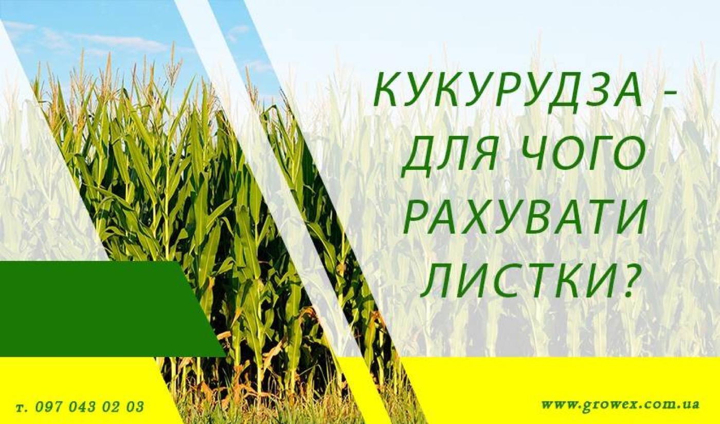 Кукурудза - для чого рахувати листки?