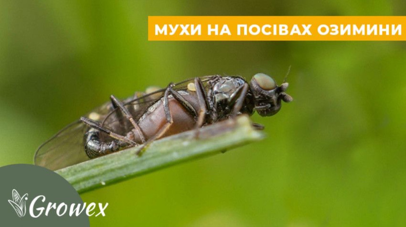 Злакова муха. Шкодочинність і захист