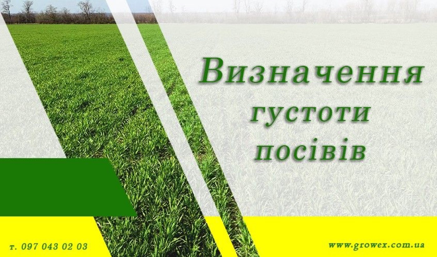 Визначення густоти посівів озимої пшениці