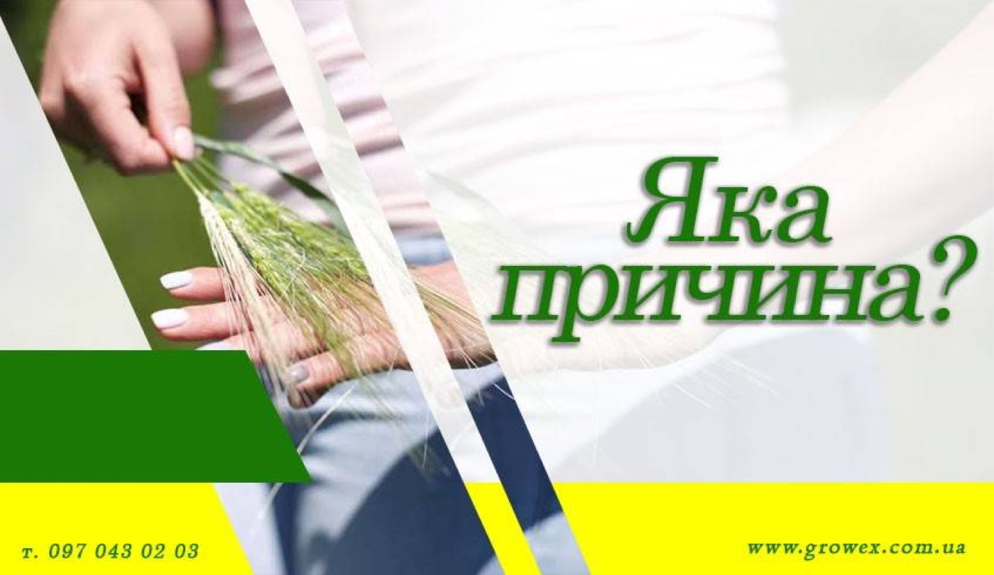 Білоколосся ячменю - яка причина?
