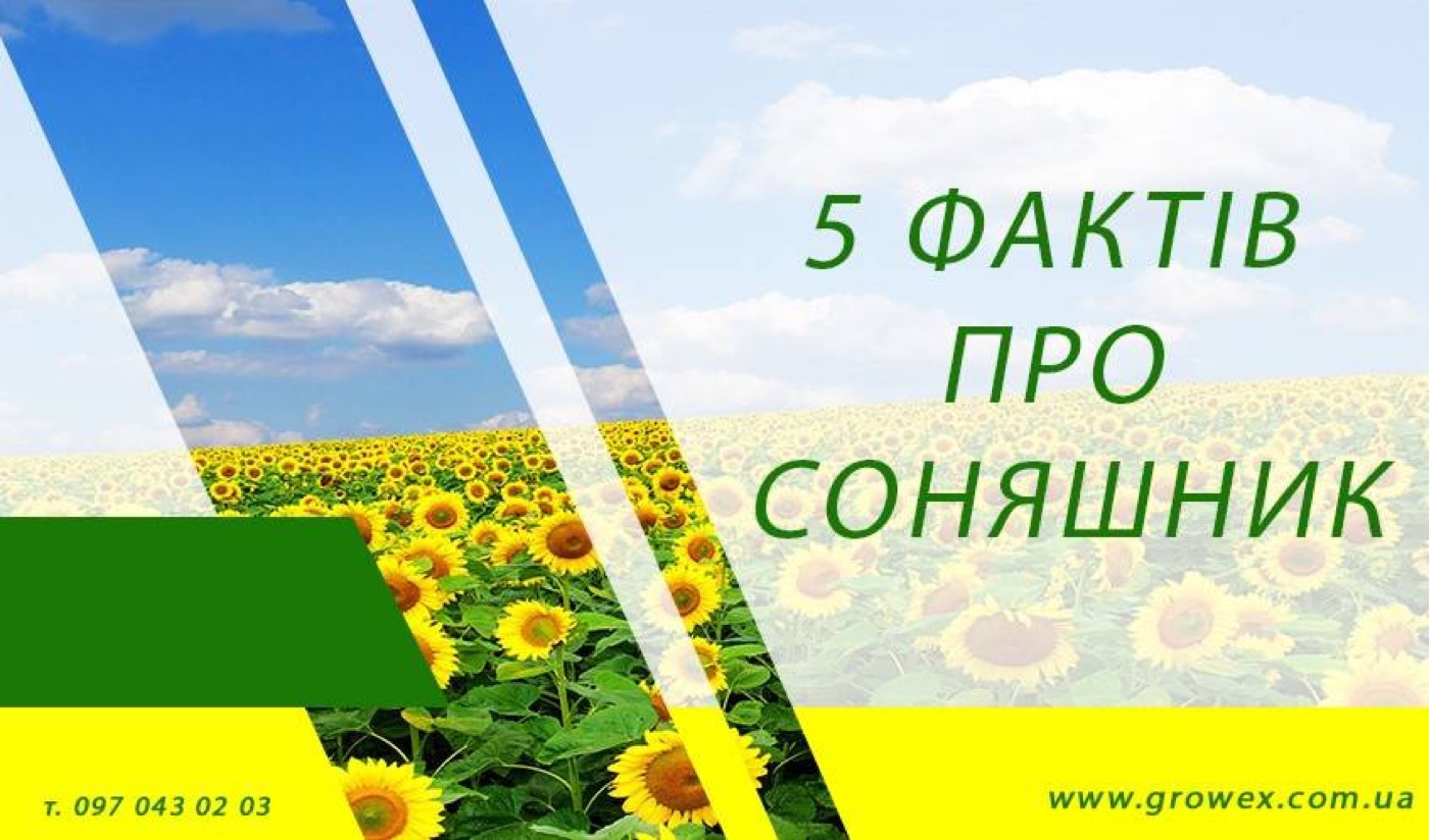 5 фактів про соняшник.