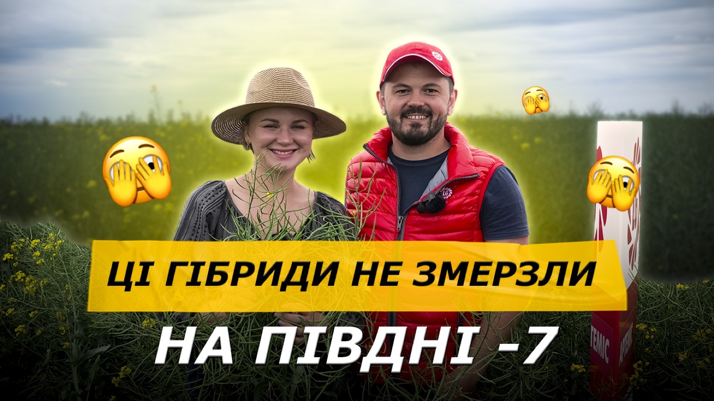 Навіть у -6 він вистояв. Чи варто сіяти ріпак у 2025?