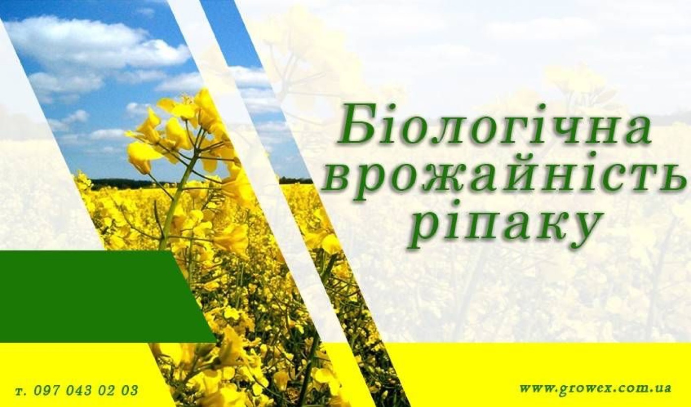 АгроФіл №4 Біологічна врожайність ріпаку