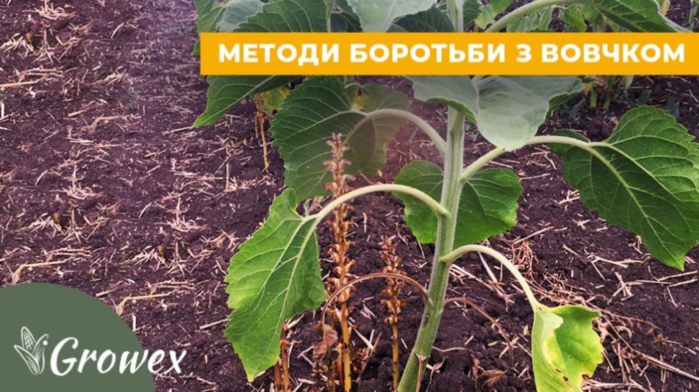 Вовчок соняшникова: заходи боротьби з паразитом