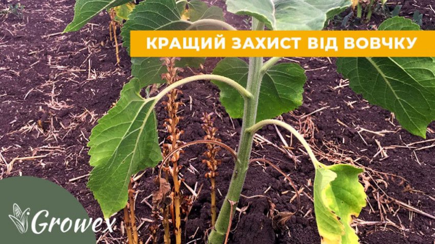 Вовчок - стійкі гібриди чи Євролайтнінг?