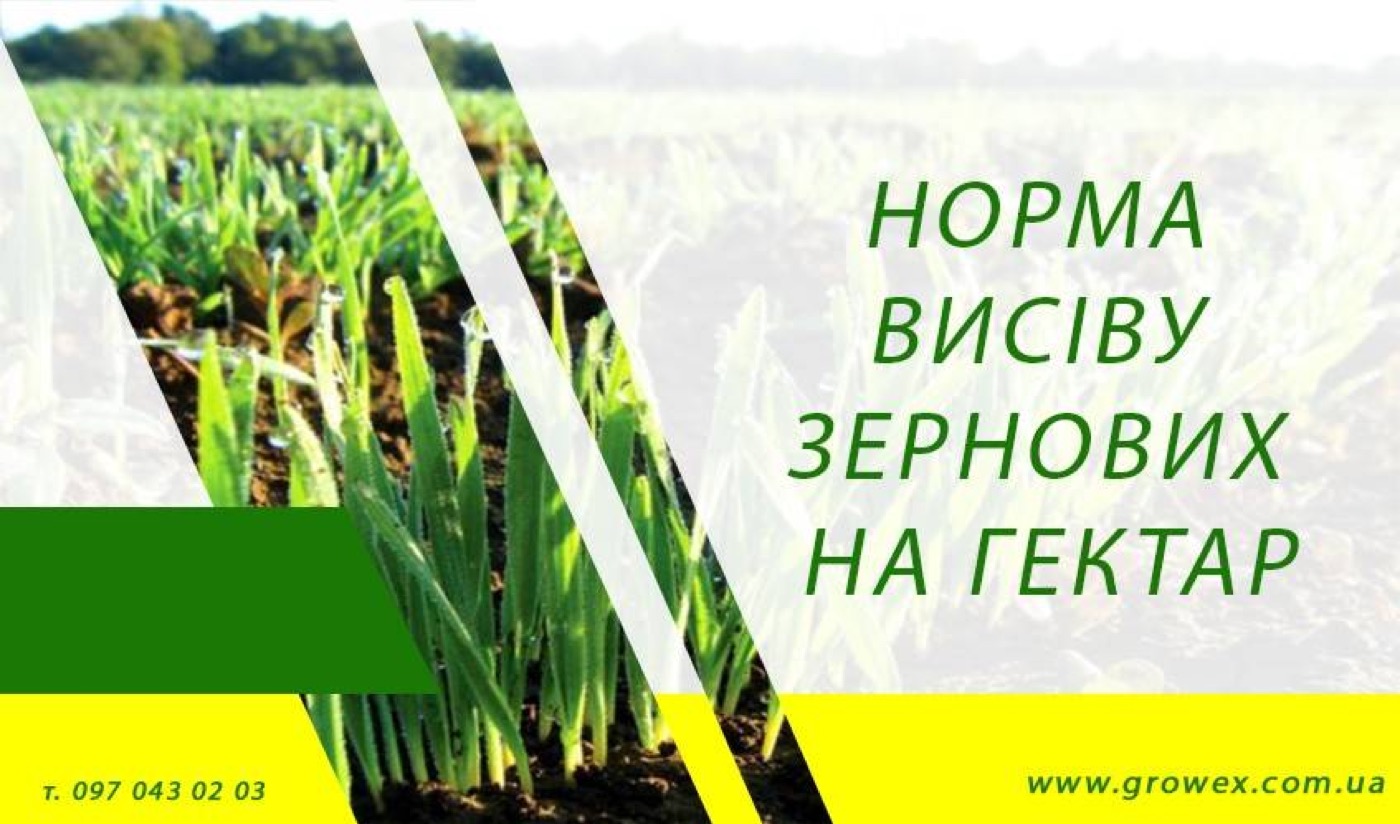 Норма висіву зернових на гектар