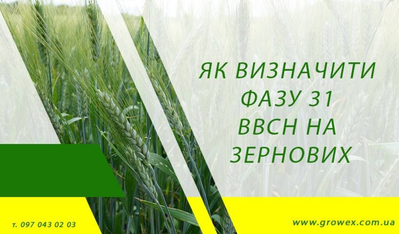 Як визначити ФАЗУ 31 ВВСН на зернових?