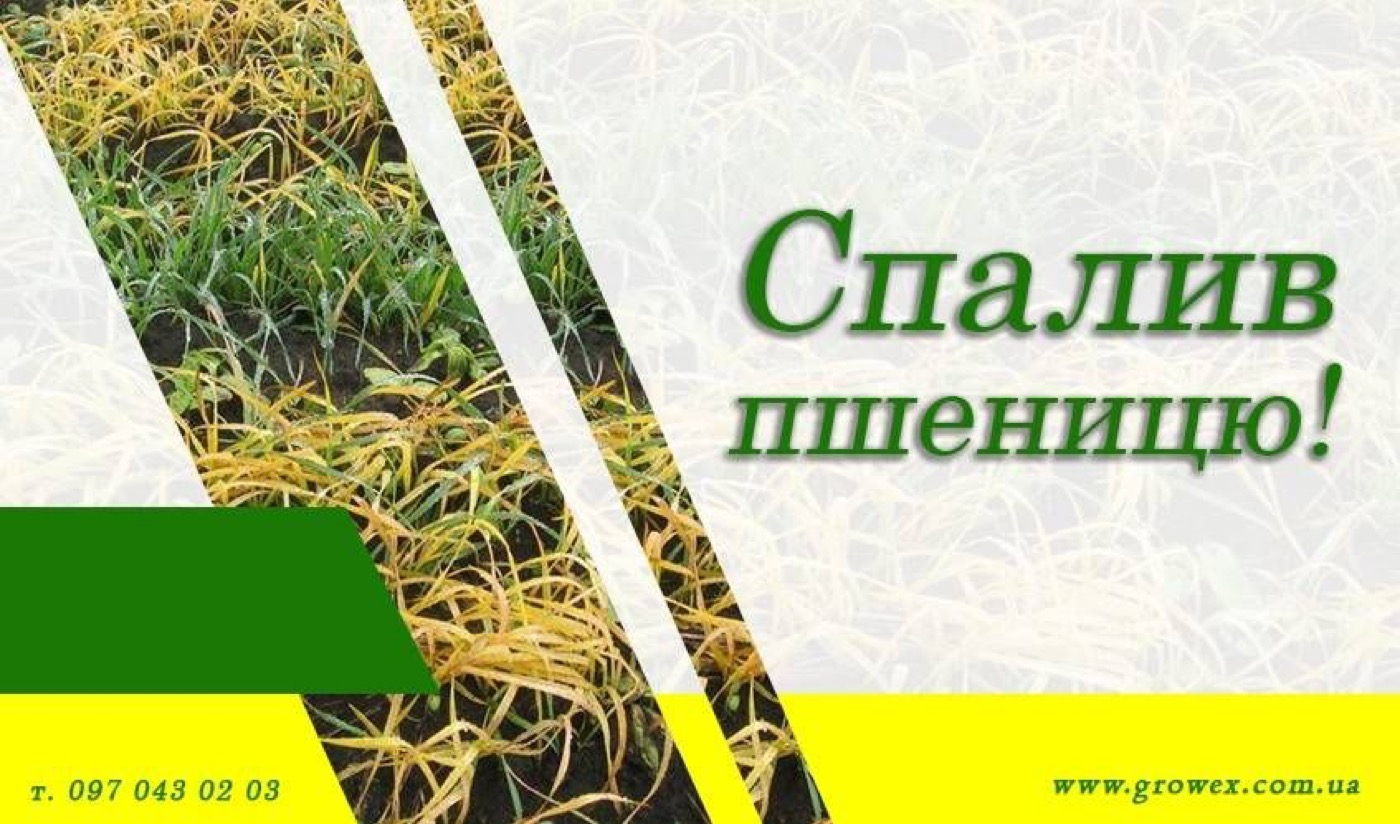 Агрофейл №3. СПАЛИВ пшеницю Хлормекватом!