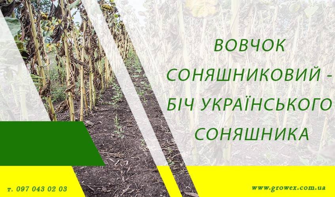 Вовчок соняшниковий - біч українського соняшника