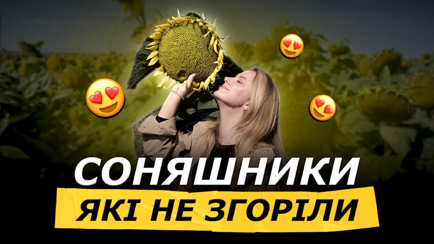 КРАЩІ СОНЯШНИКИ В УКРАЇНІ, ЯКІ НЕ ЗГОРІЛИ У 2025! ОЛІЙНІСТЬ І ВРОЖАЙНІСТЬ ТОП
