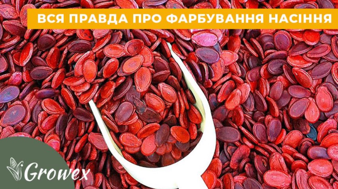 Фарбування зерна при протруєнні