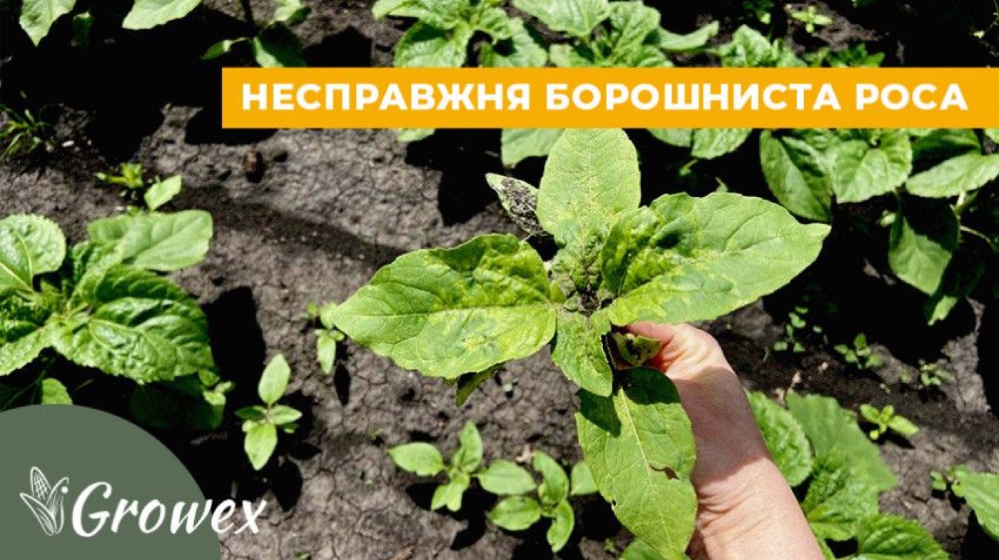Як виявити пероноспороз на соняшнику? Методи боротьби