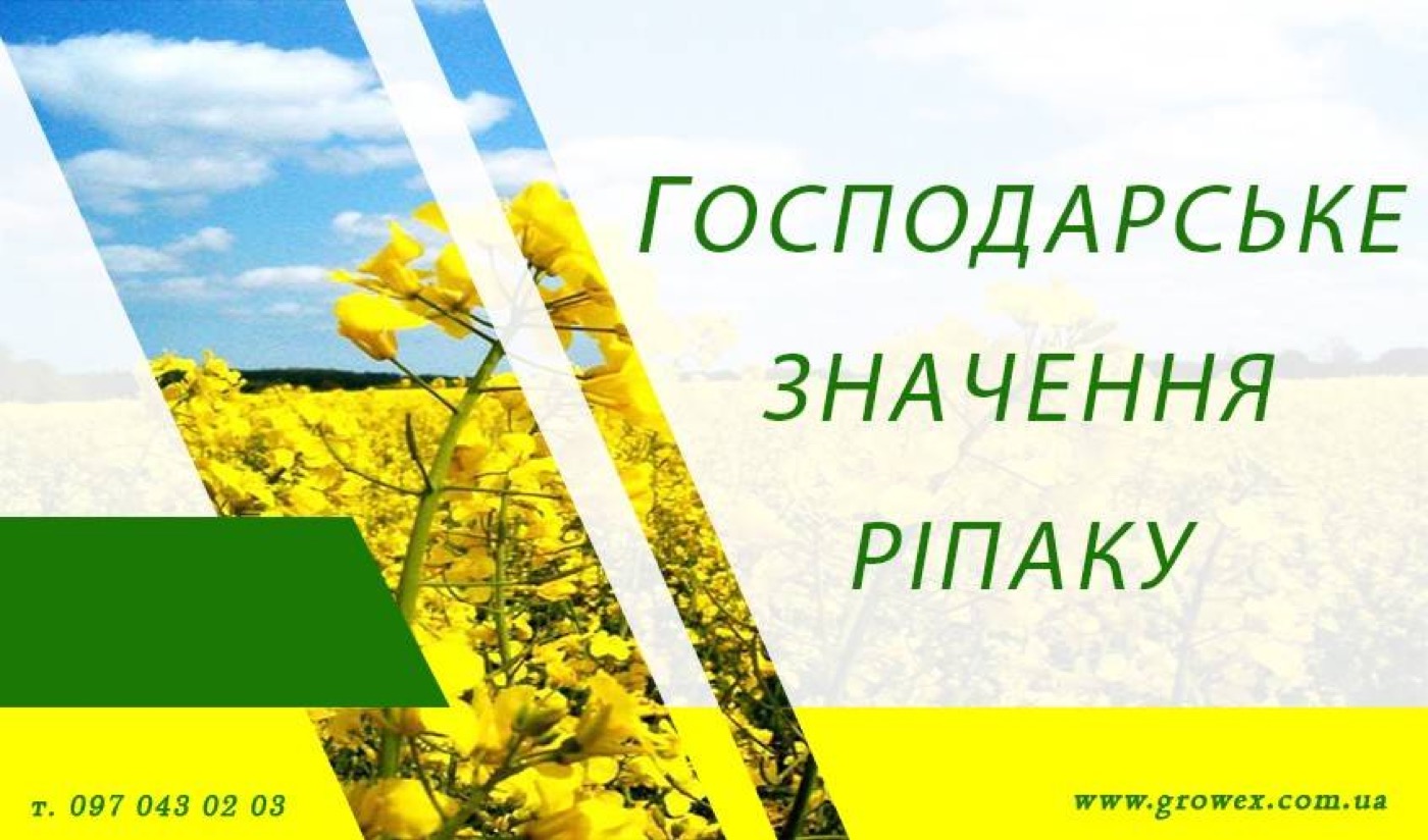 Господарське значення ріпаку