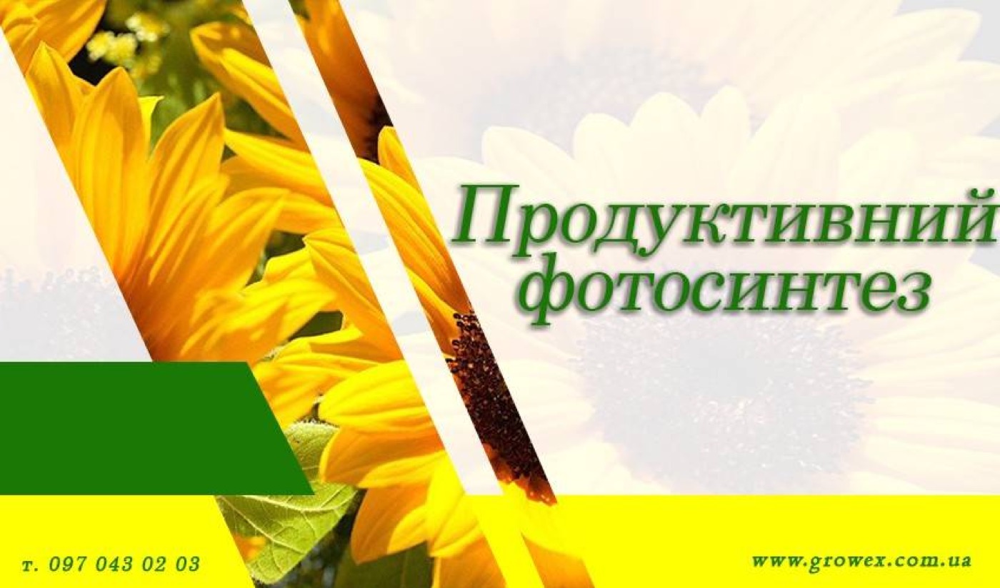 Продуктивний фотосинтез соняшника і кукурудзи