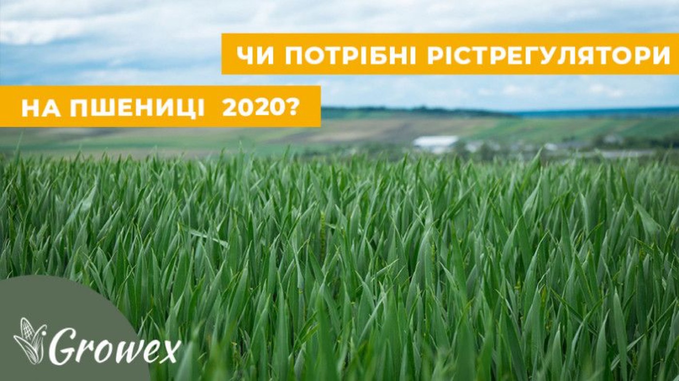 Для чого регулятори росту на зернових?