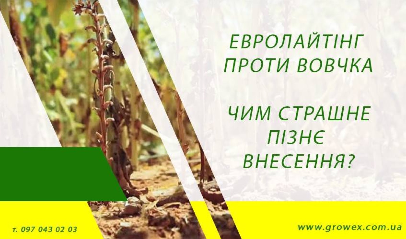 Євро-Лайтінг проти вовчка соняшникового. Чим страшне пізнє внесення?