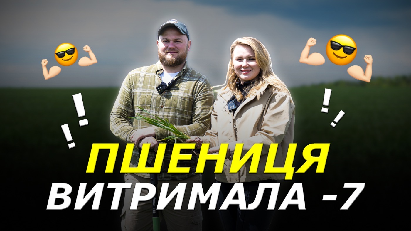 Як пережити мінус 7 і залишити пшеницю живою: досвід з Кіровоградщини