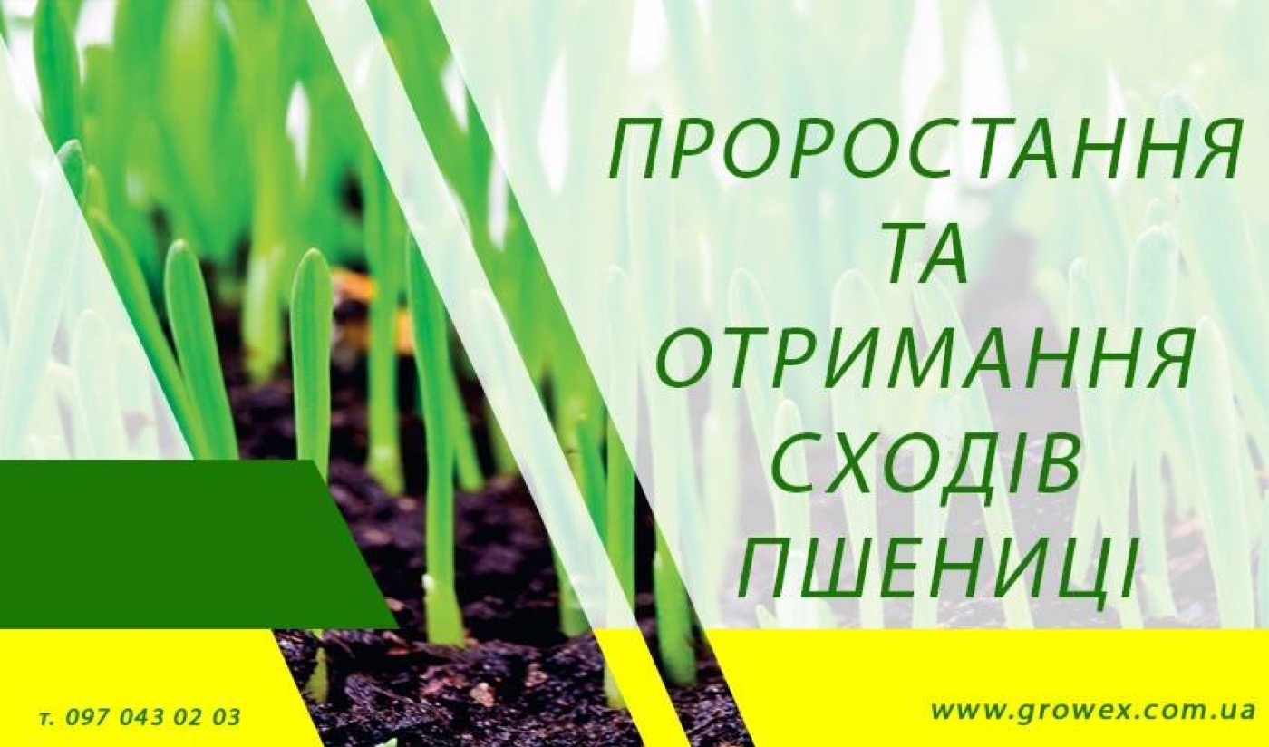 Проростання та отримання сходів пшениці