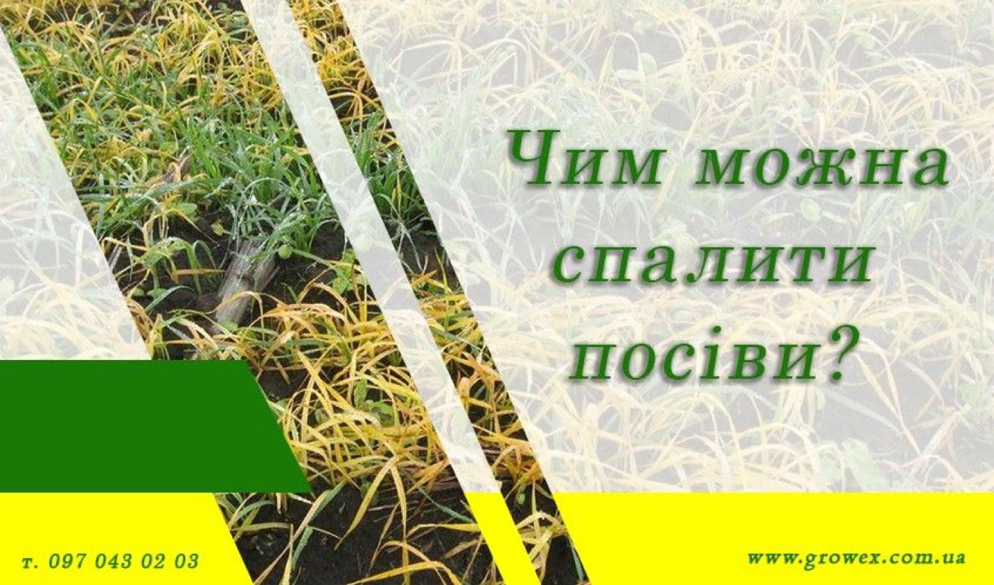 Нюанси використання регуляторів росту на посівах пшениці