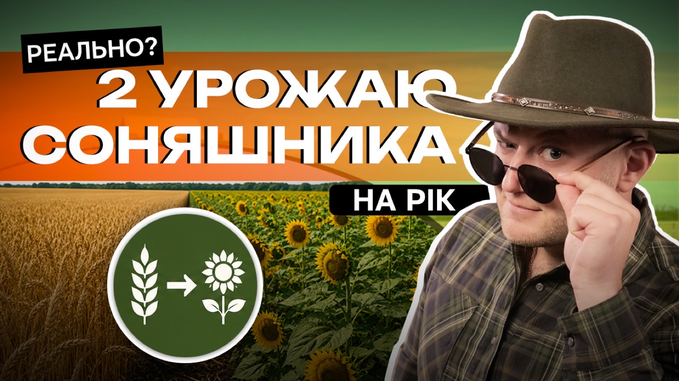 Другий посів соняшнику: кому це має сенс, а кому краще не ризикувати