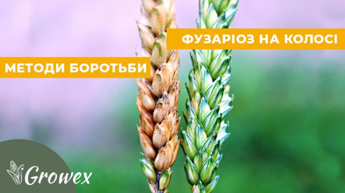 Фузаріоз колосу