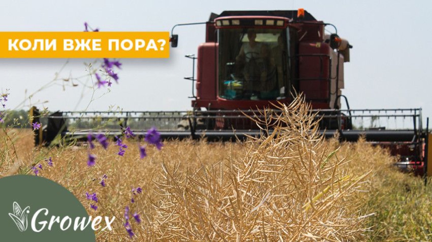 Збирання ріпаку у пізні терміни