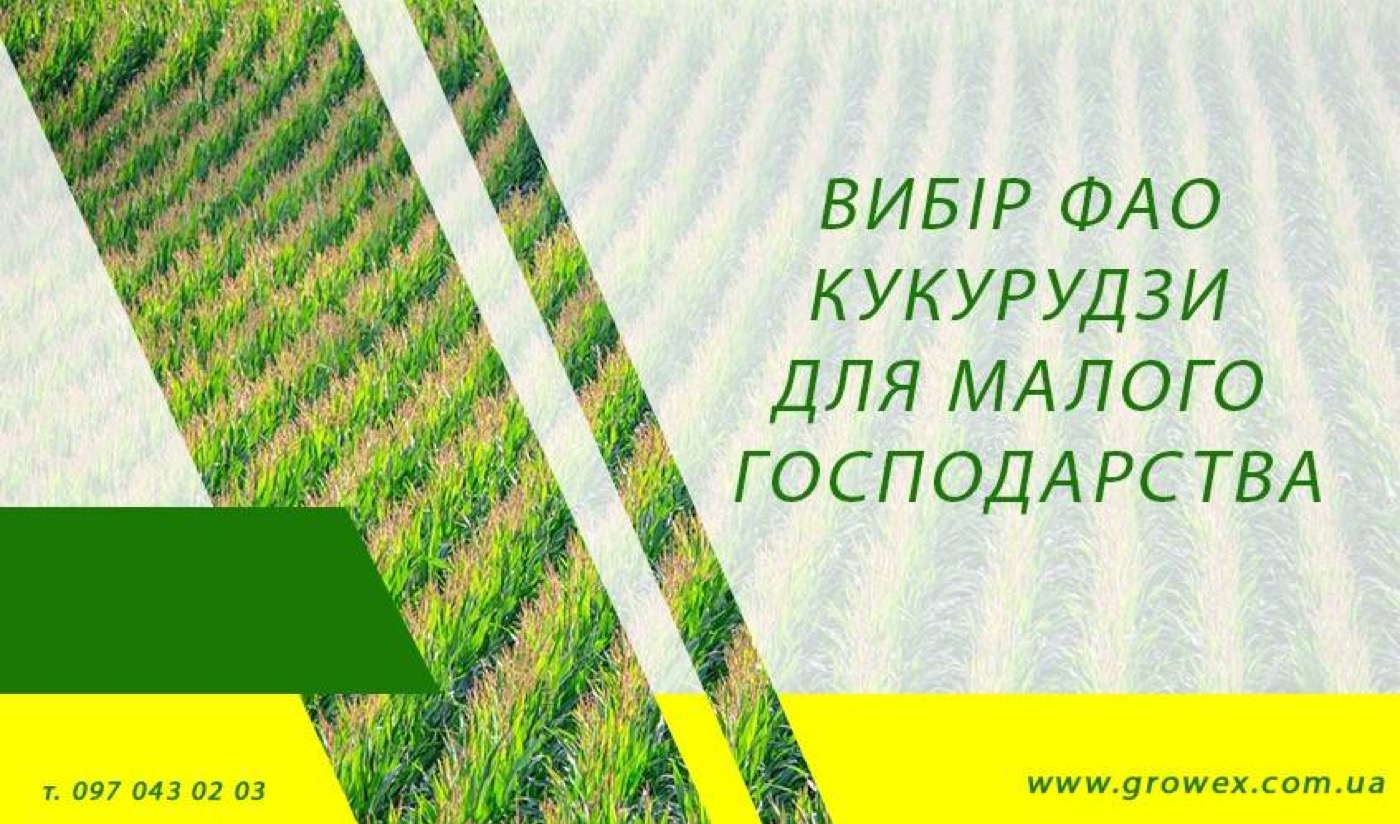Вибір ФАО кукурудзи для малого господарства