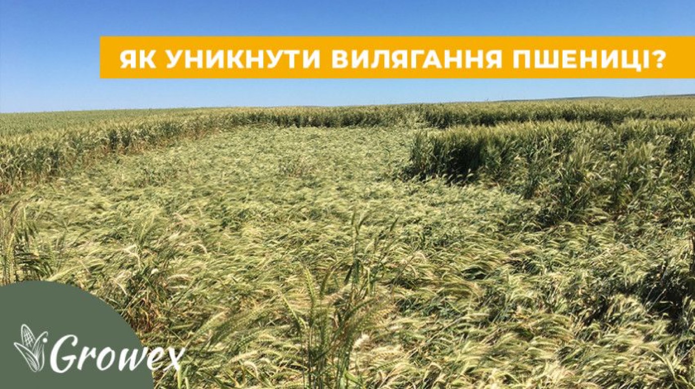 Вилягання пшениці. Як уникнути?