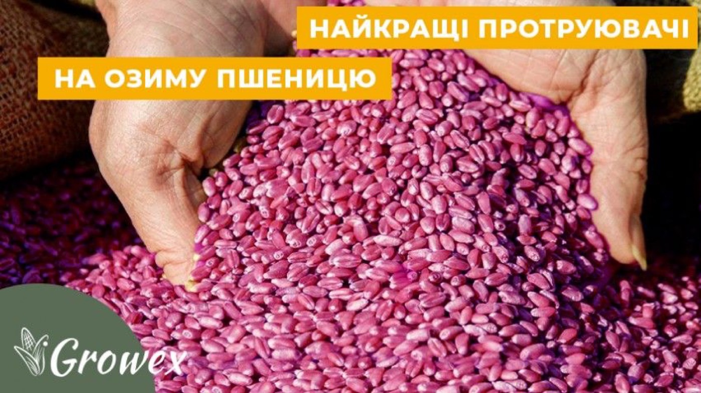 Протруйники насіння озимої пшениці