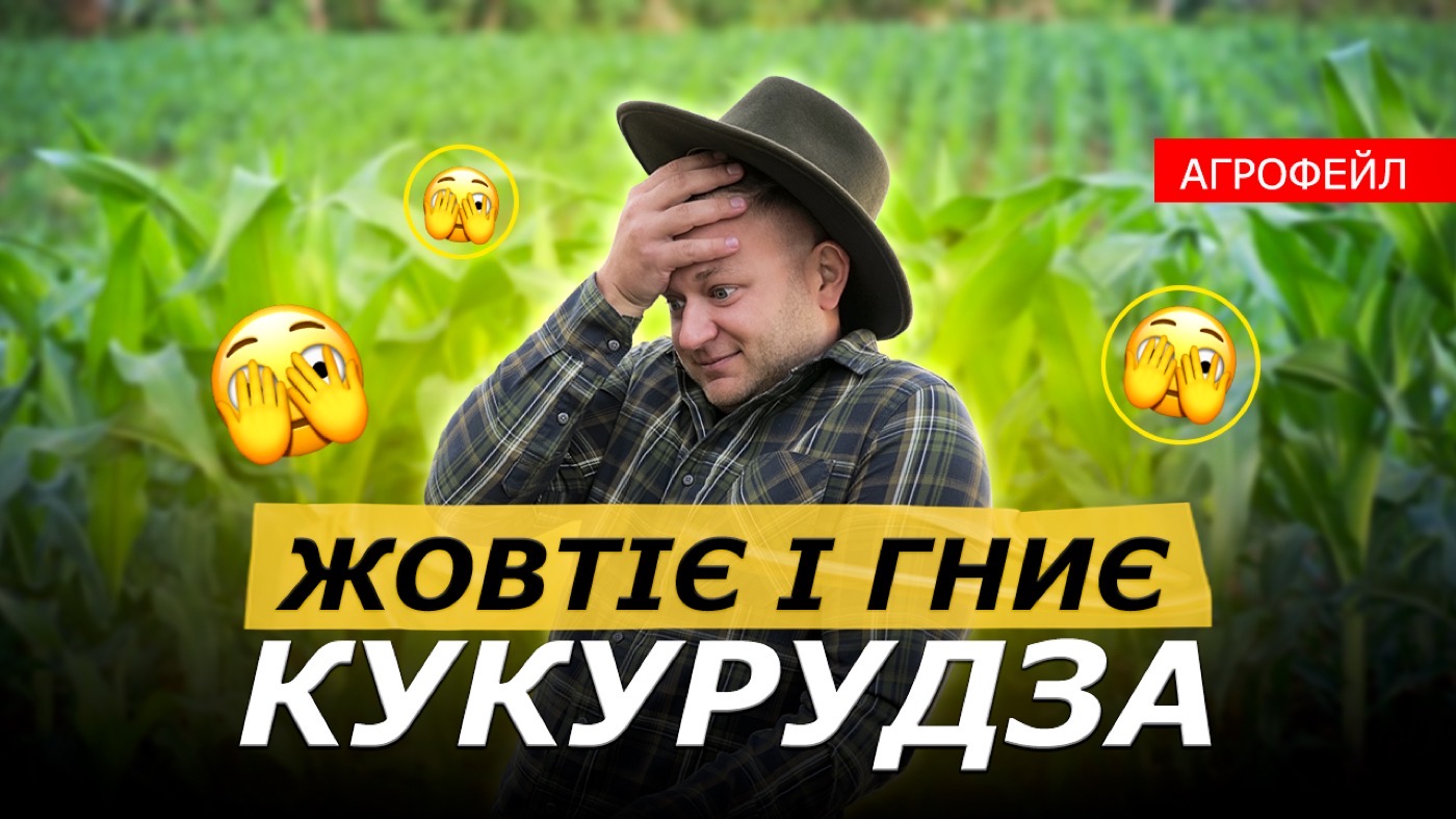 Як один гербіцид знищив поле кукурудзи: розбір факапу, який коштував урожаю