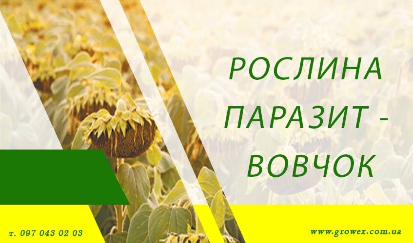 Рослина паразит - вовчок