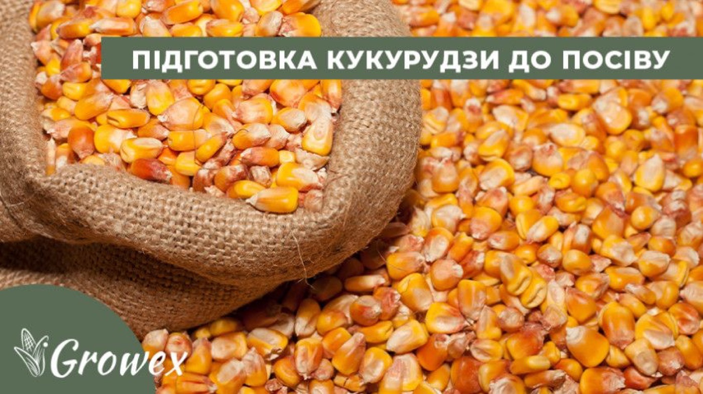 Підготовка кукурудзи до посіву