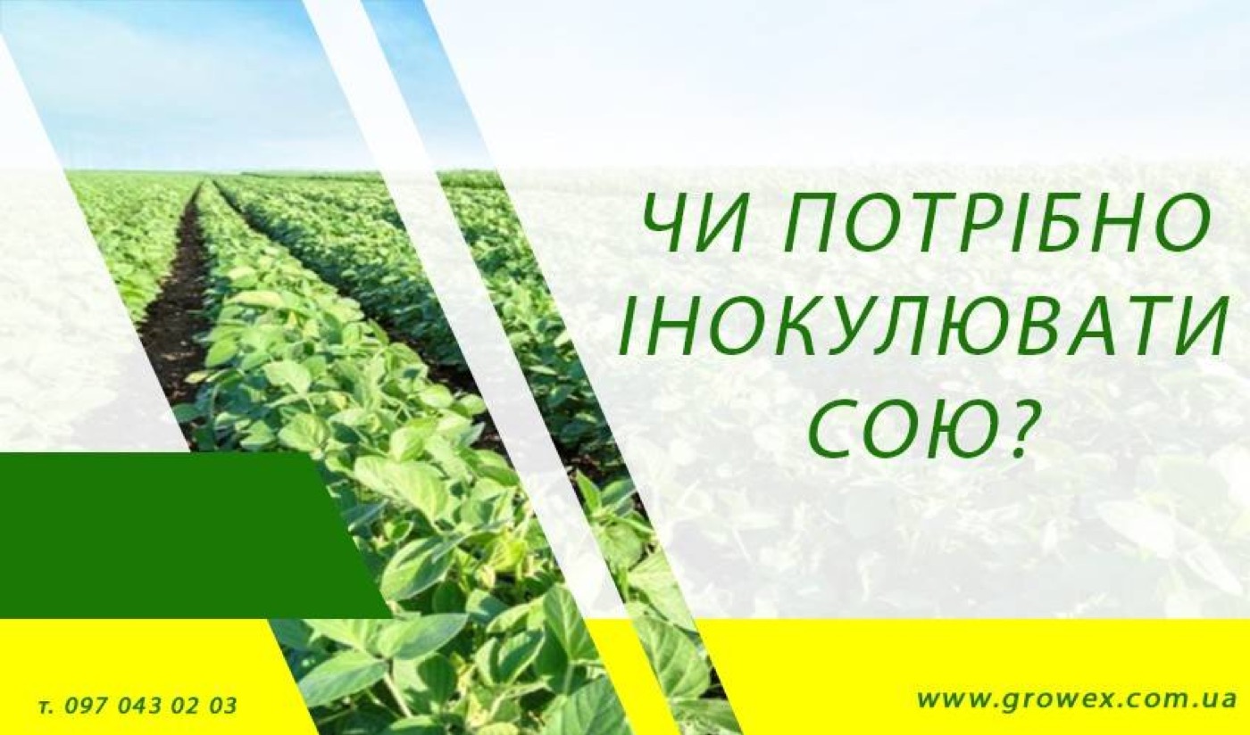 Чи треба інокулювати сою?