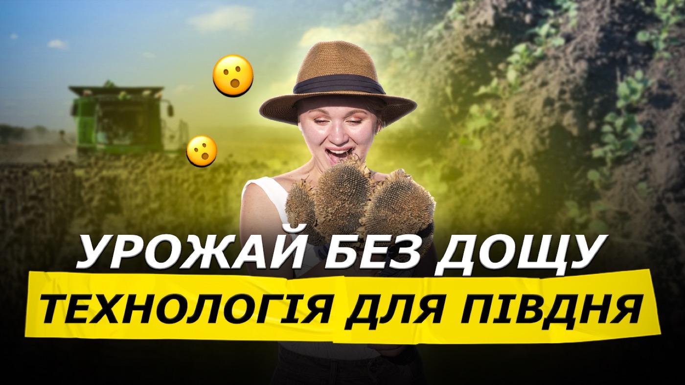 Соняшник вродив без дощу! Технологія для Півдня. Як отримати сходи ріпаку в посуху?