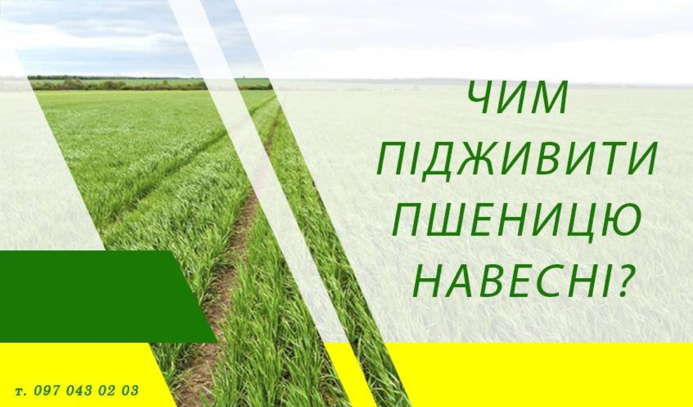 Чим підживити пшеницю навесні?