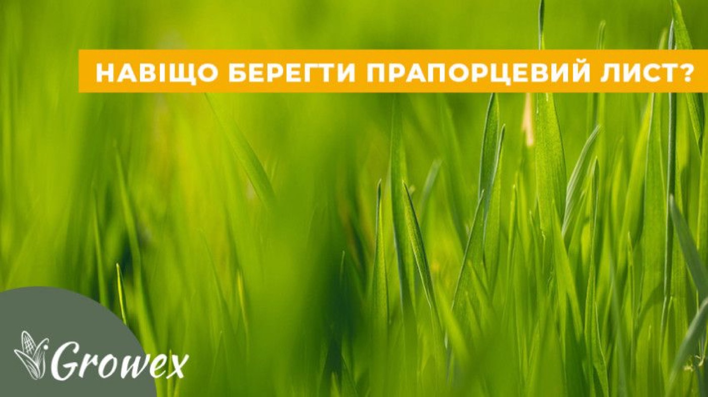 Чому важливо берегти прапорцевий лист?