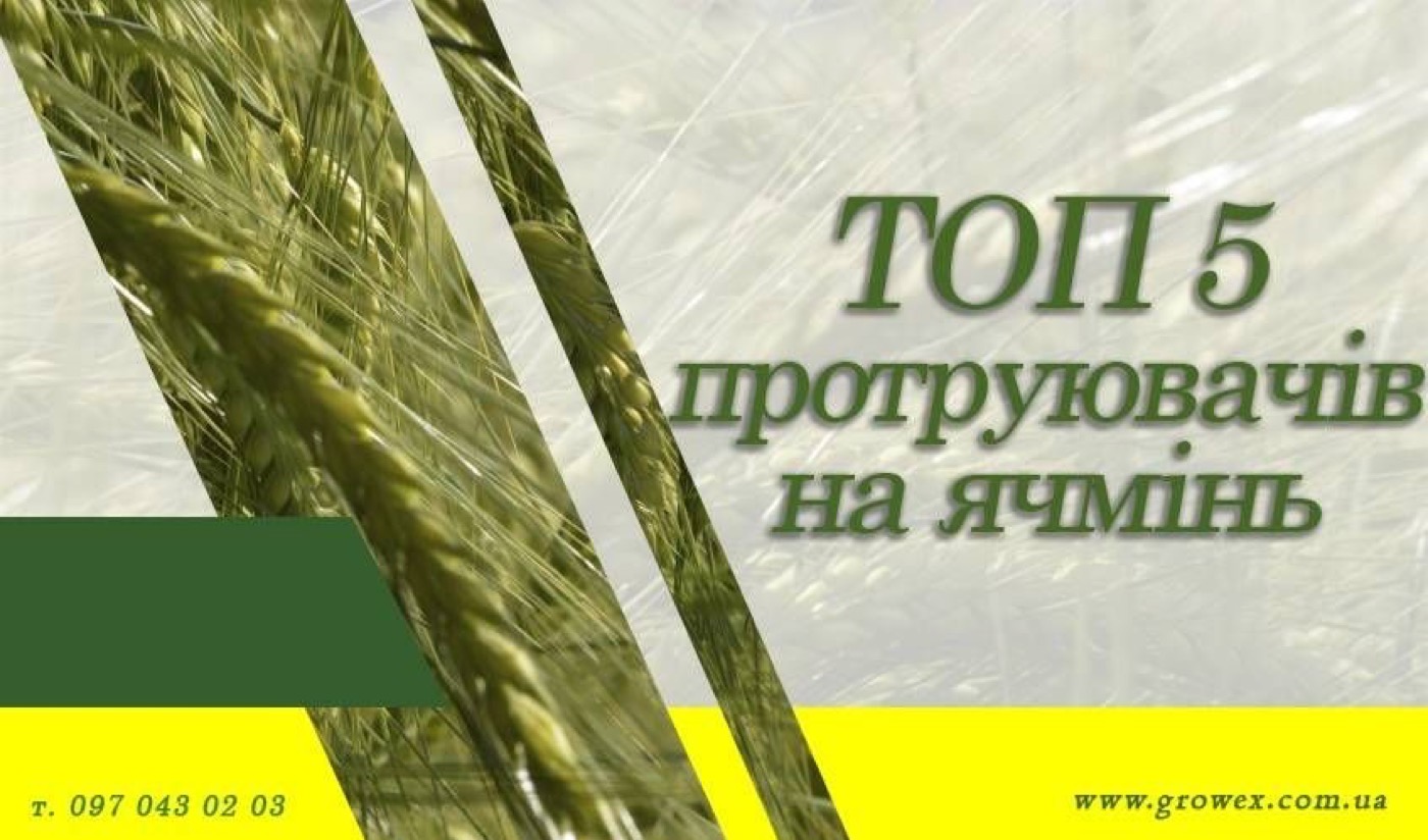 Топ 5 протруювачів на ячмінь ярий