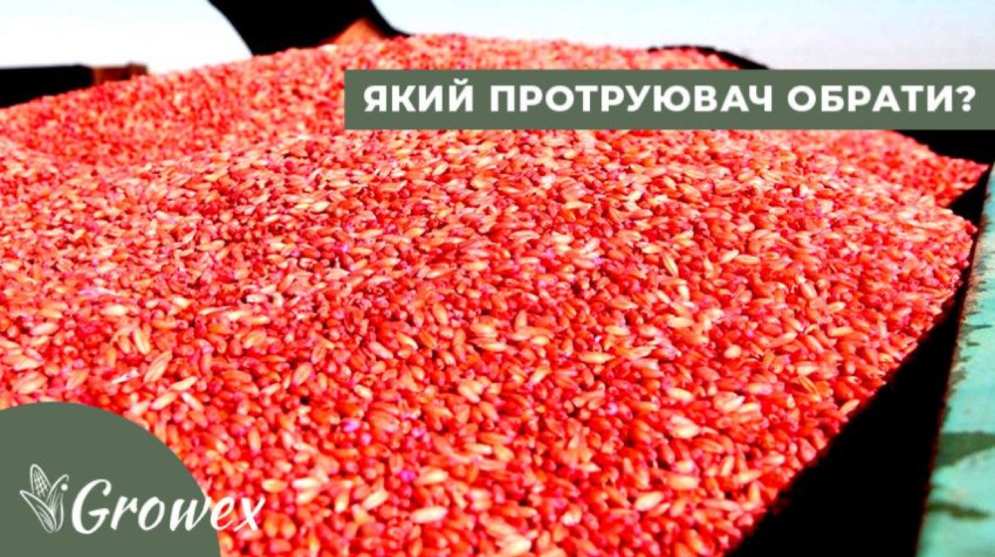 Інсектицидний протруювач на пшениці