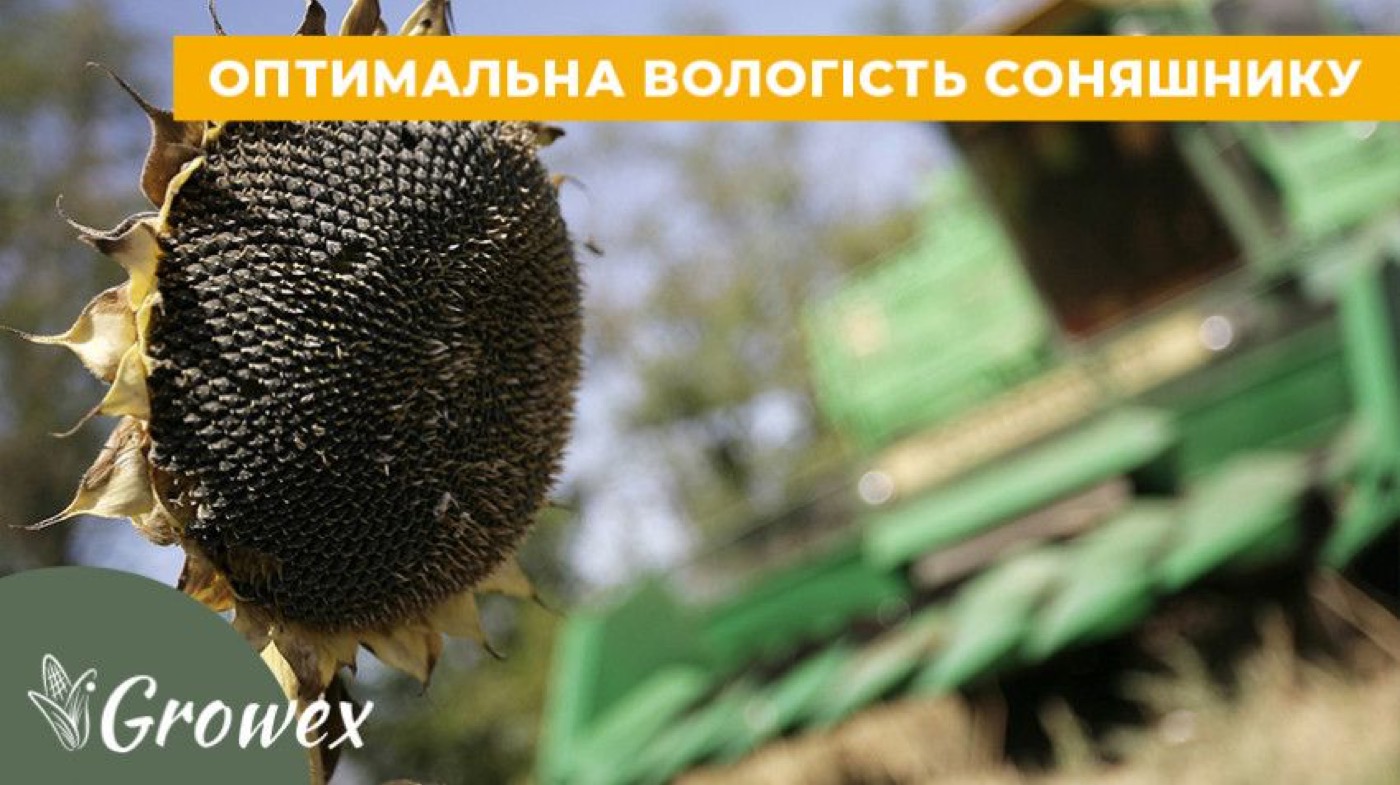 Вологість соняшника при збиранні