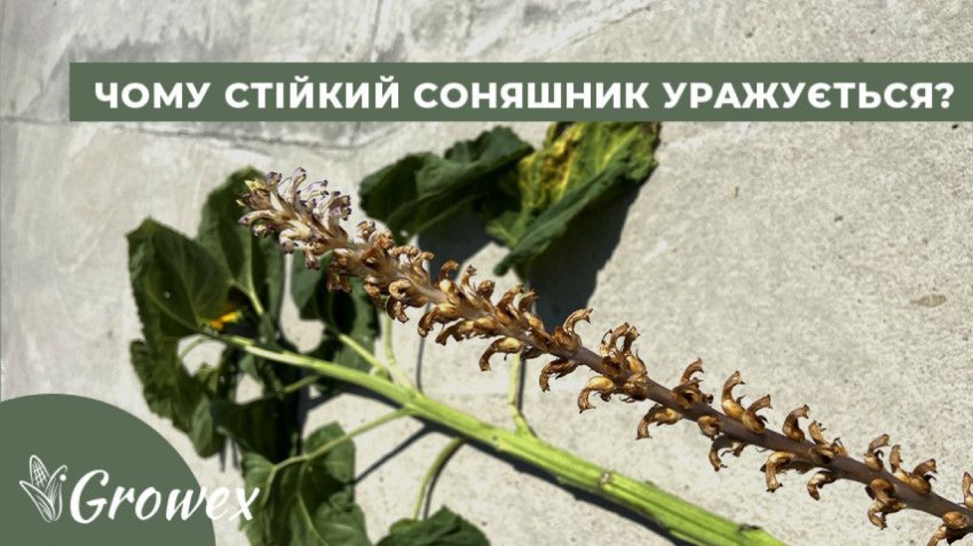 Вовчок: шкодочинність та способи контролю