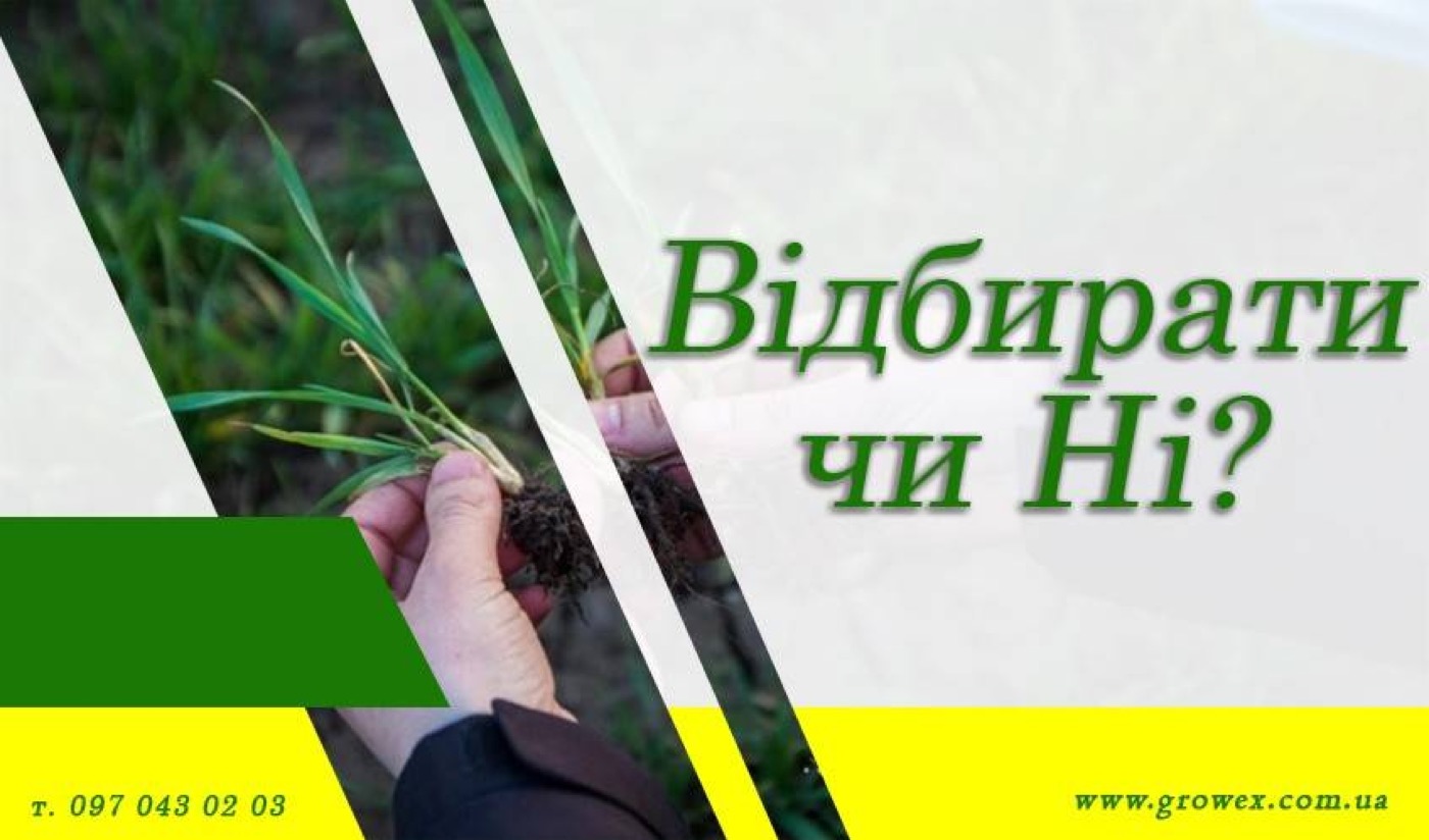Моноліти озимих. Чи варто відбирати?