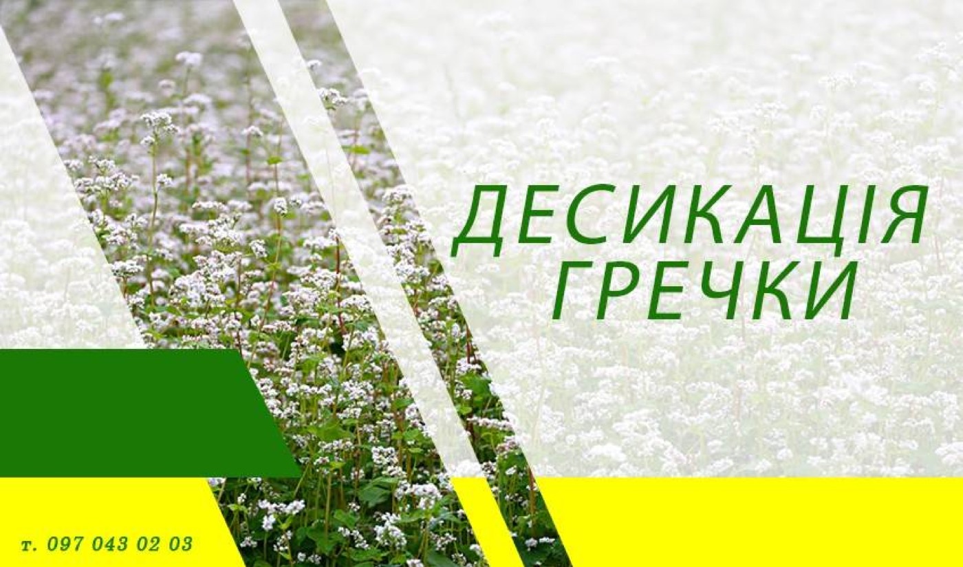 Десикація гречки