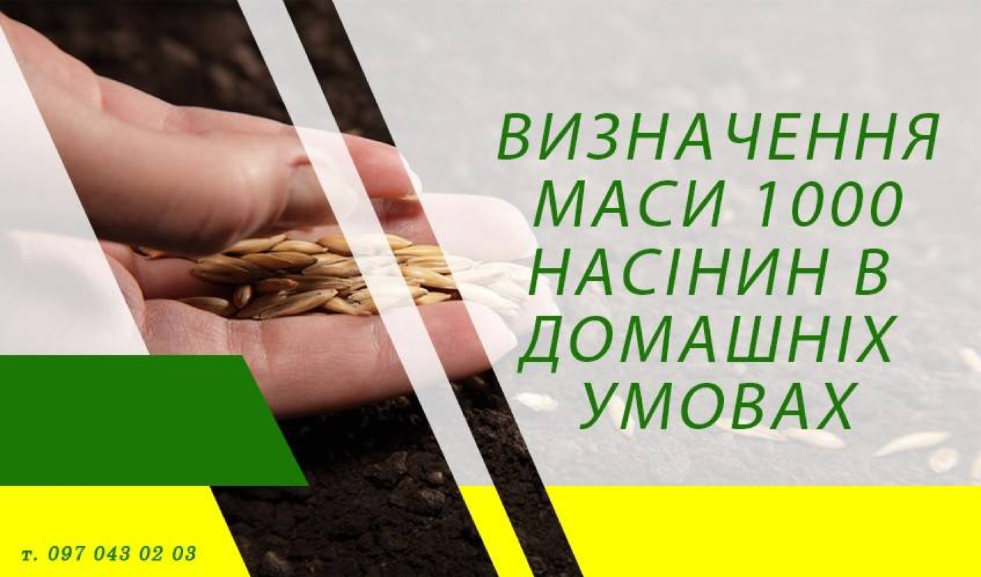 Визначення маси 1000 насінин в домашніх умовах.