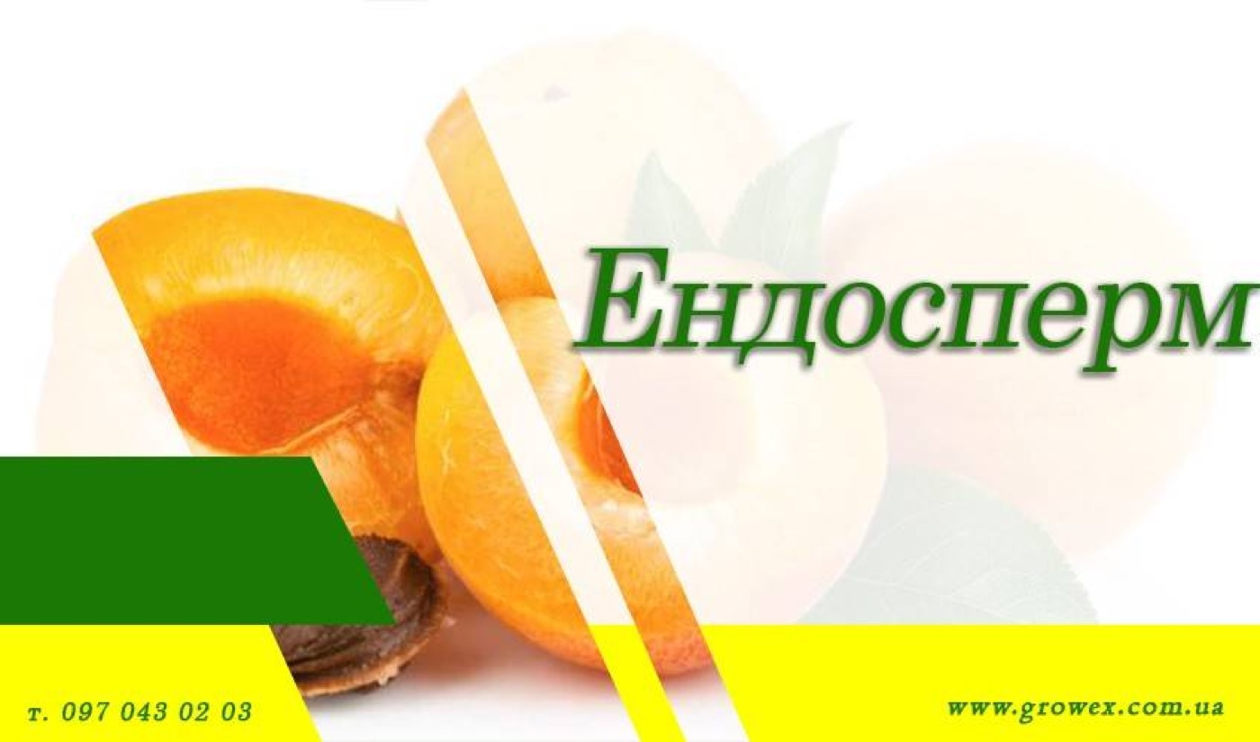 Ендосперм