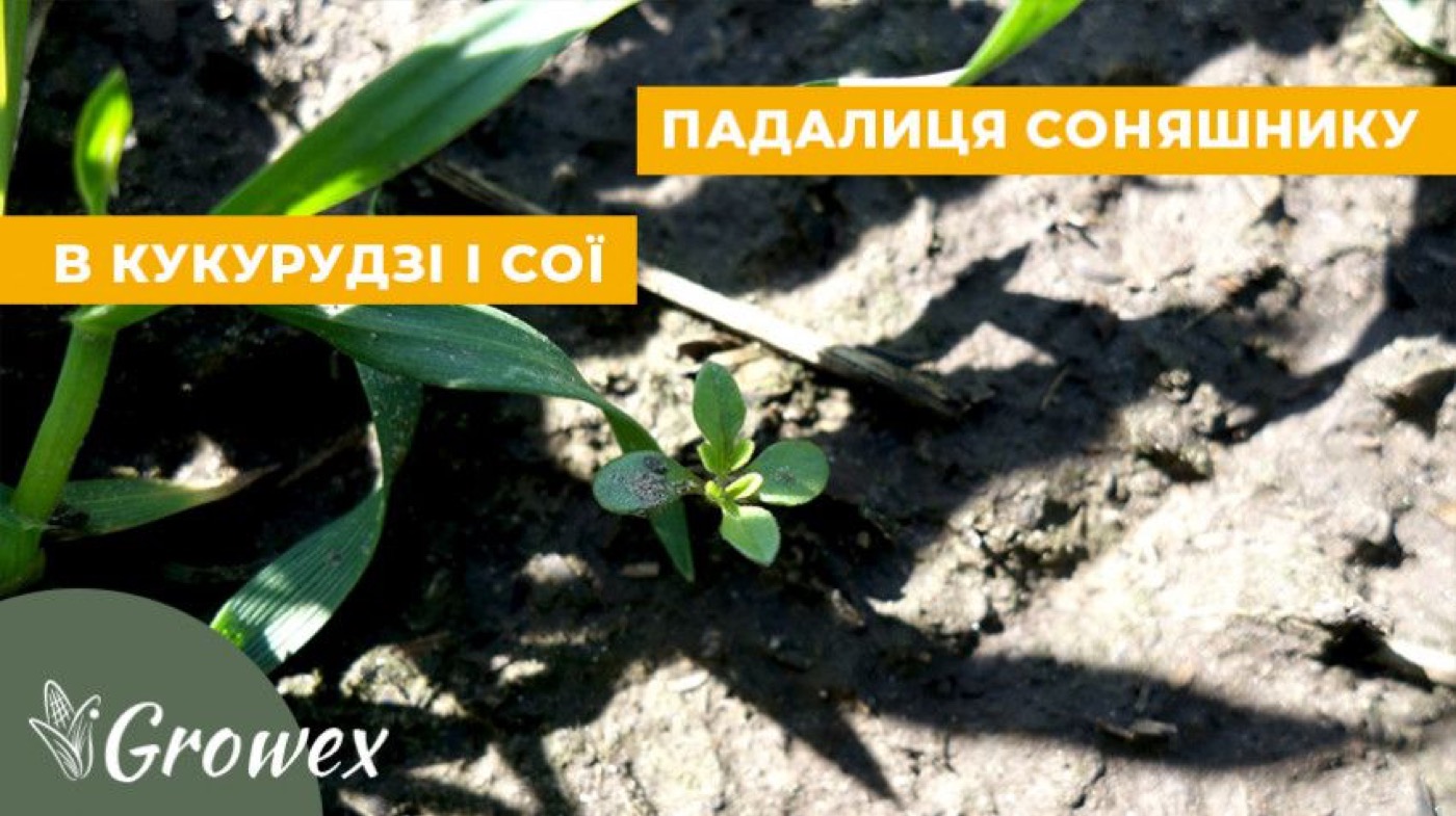 Падалиця соняшника в посівах кукурудзи та сої