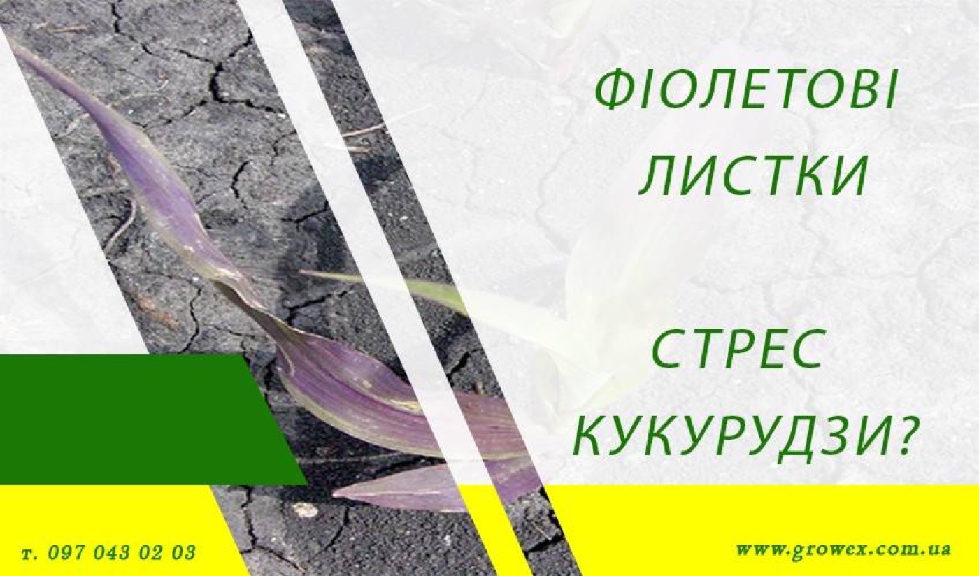 Фіолетові листки. Стрес кукурудзи?